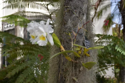 Elegant Orchid in Lush Greenery