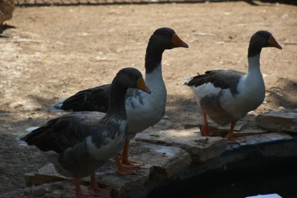 Trio of Geese at the Water's Edge