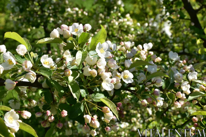 Blooming Apple Blossoms Free Stock Photo