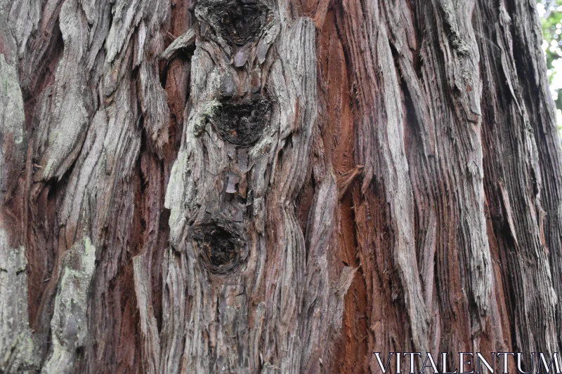 Close-Up of a Tree's Rugged Bark Free Stock Photo