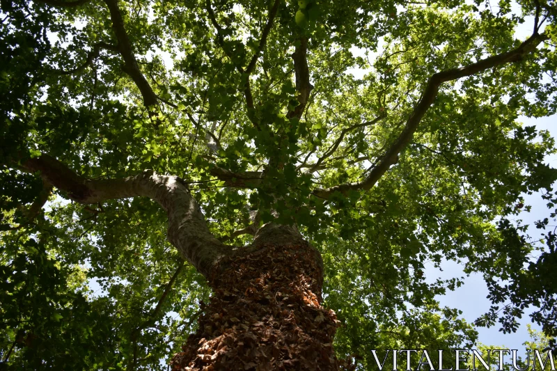 Sunlit Tree Canopy Free Stock Photo