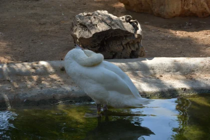 Swan Reflections in Nature