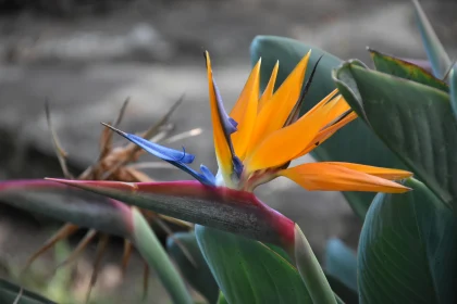 Colorful Bird of Paradise in Bloom