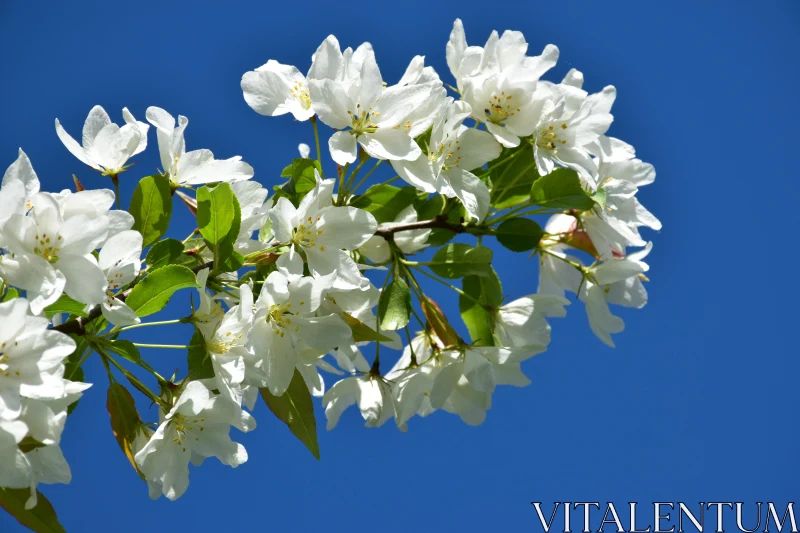 Springtime Blossom Scene Free Stock Photo