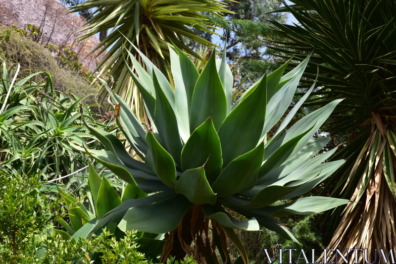 PHOTO Agave in Verdant Garden