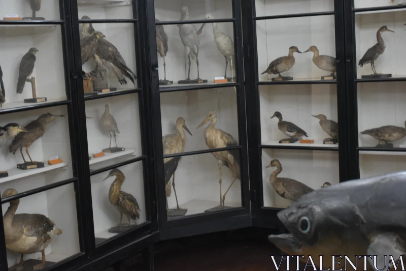 Fascinating Bird Displays in Glass Cabinets Free Stock Photo