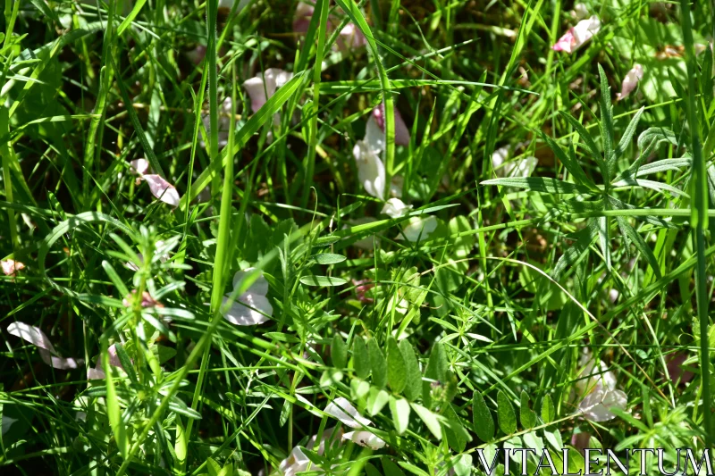 PHOTO Sunlit Greenery with Petals