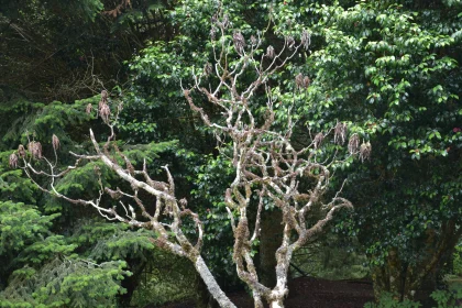 Twisting Branches in Verdant Woodland