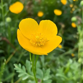 Bright Yellow Flower Blossom