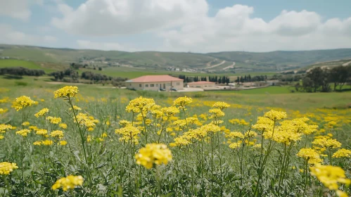 Idyllic Meadow of Yellow Blossoms