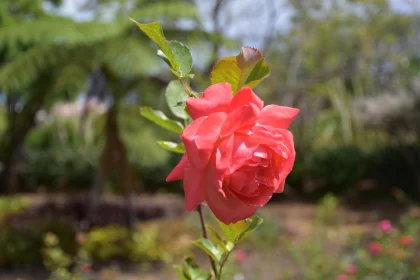 Radiant Rose Blossoming in Nature