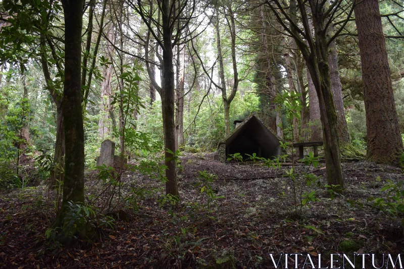 Woodland Retreat in Lush Forest Free Stock Photo