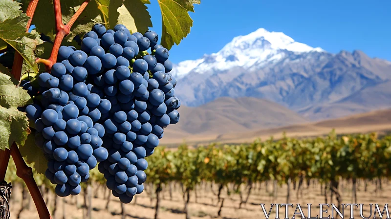 Vineyard Vista: Grapes and Mountains AI Image