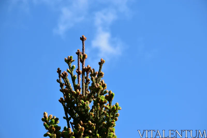 PHOTO Majestic Tree and Sky