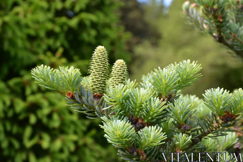 Pine Cones on Evergreen Branch Free Stock Photo