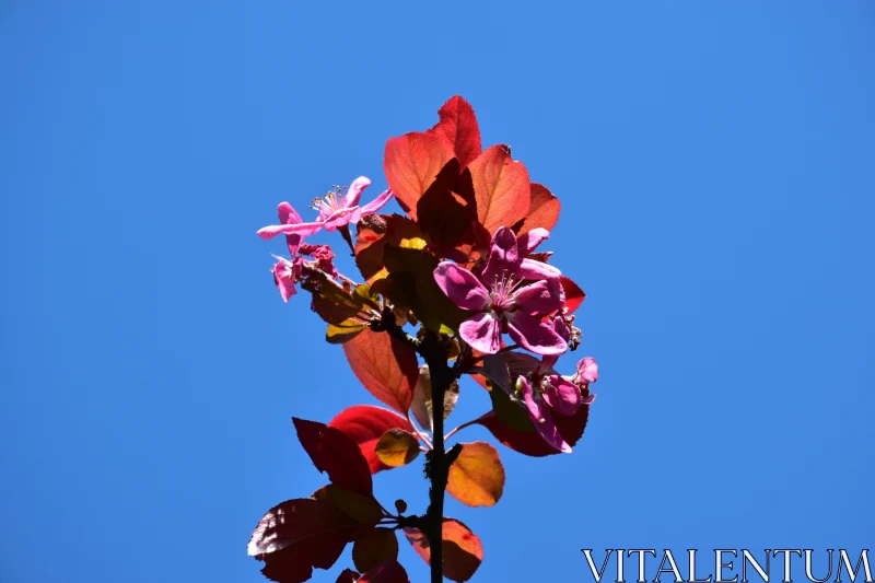 Vibrant Flowering Branch in Sunlight Free Stock Photo