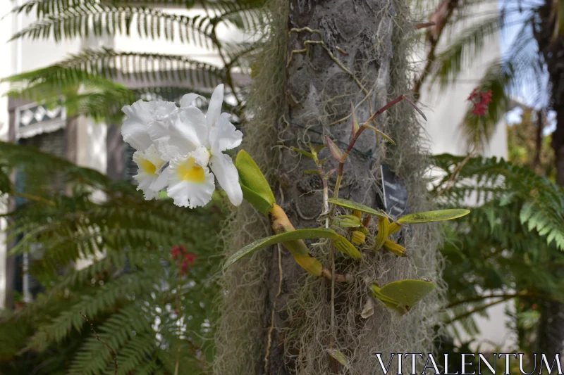 Elegant Orchid in Lush Greenery Free Stock Photo