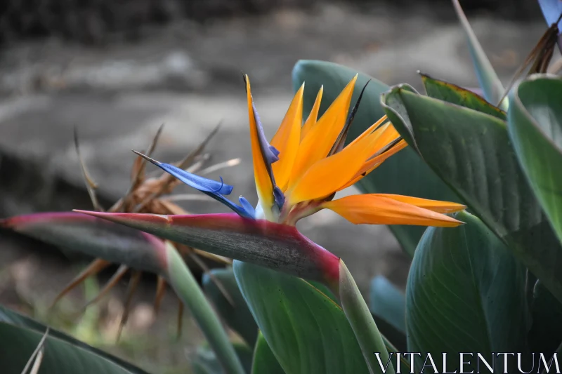 PHOTO Colorful Bird-of-Paradise in Bloom