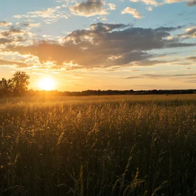 Sunset Field Beauty