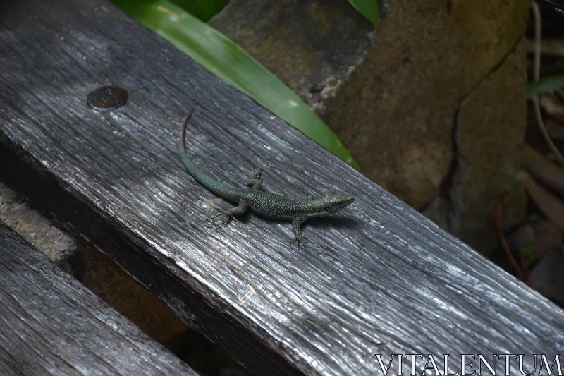 Reptile Sunbathing on Aged Wood Free Stock Photo