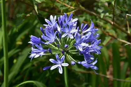 Purple Petals of Agapanthus Flower