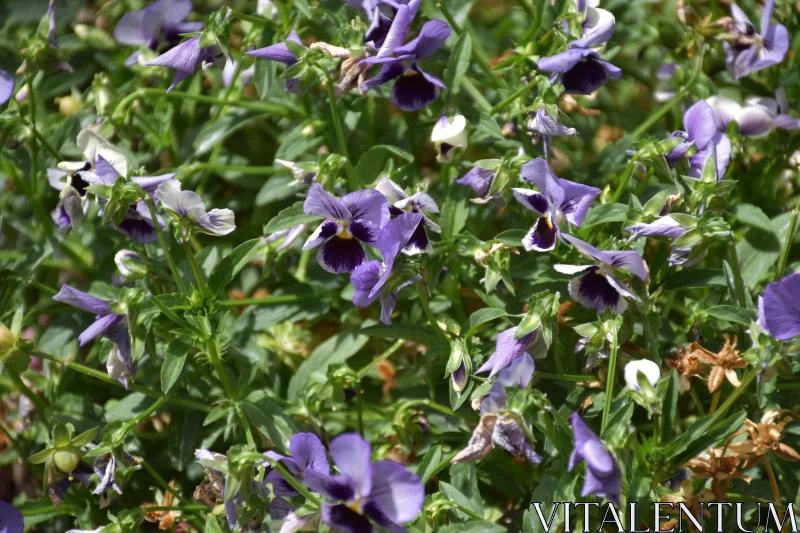 PHOTO Lush Garden Pansies