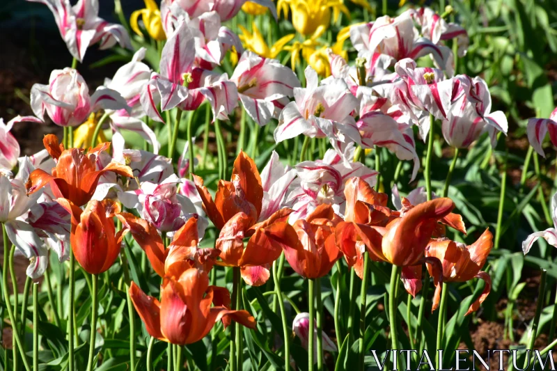 Tulips Blooming in Sunlight Free Stock Photo