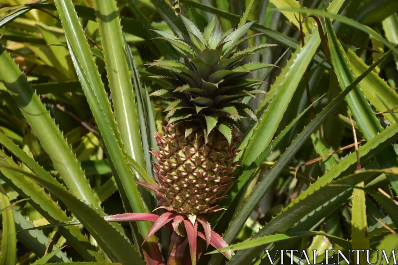 Exotic Pineapple Plant Close-Up Free Stock Photo