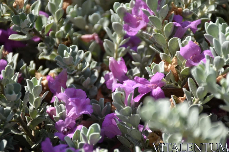 PHOTO Blooming Purple and Green Delight