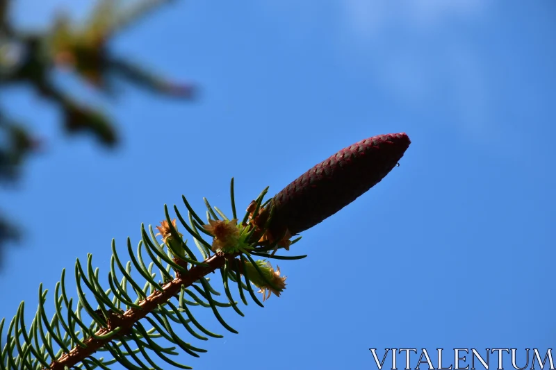 Serene Pine and Sky Free Stock Photo