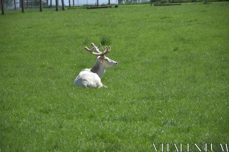 Peaceful White Deer with Antlers Free Stock Photo