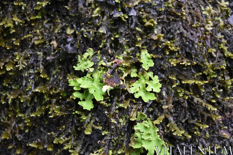 Vibrant Lichens and Moss on Tree Bark Free Stock Photo