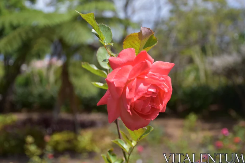 PHOTO Radiant Rose Blossoming in Nature