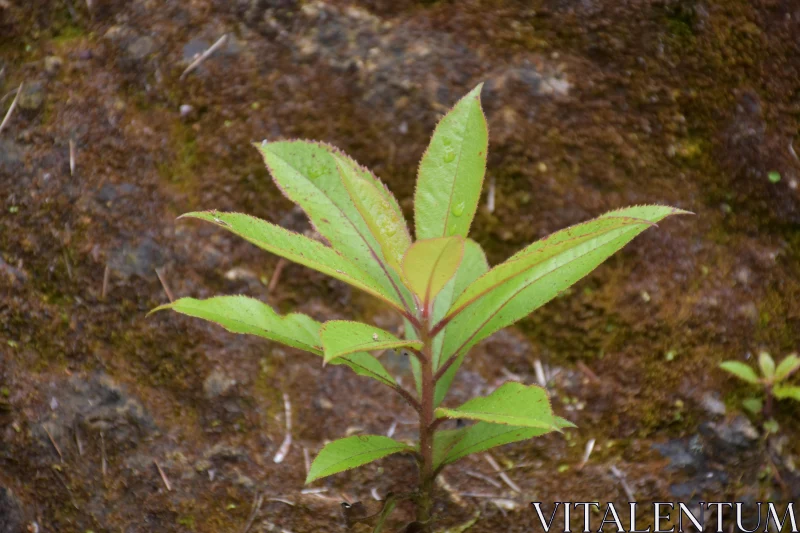 PHOTO Sprouting Plant in Natural Setting