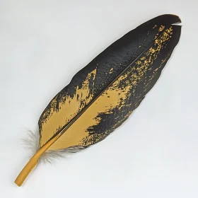 Black and Gold Feather on White