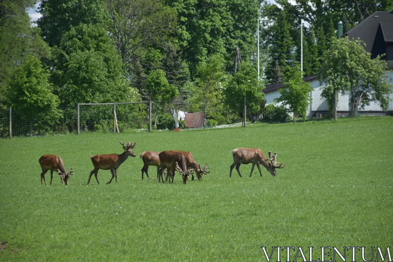 Gentle Deer in Serene Green Landscape Free Stock Photo