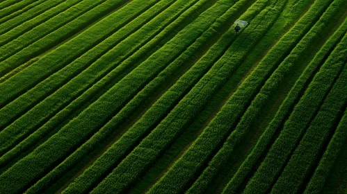 Parallel Rows in Green Field