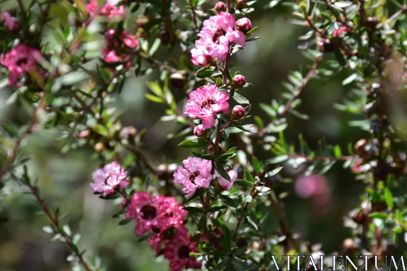 Pink Floral Cluster in Nature Free Stock Photo