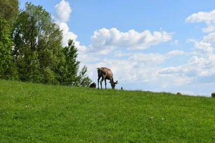 Idyllic Rural Landscape with Grazing Cow