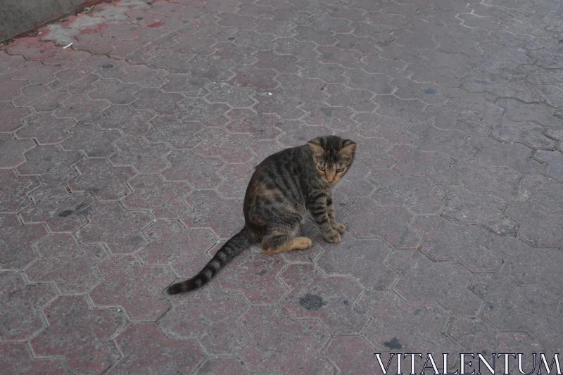 PHOTO Pensive Cat on Bricked Pathway