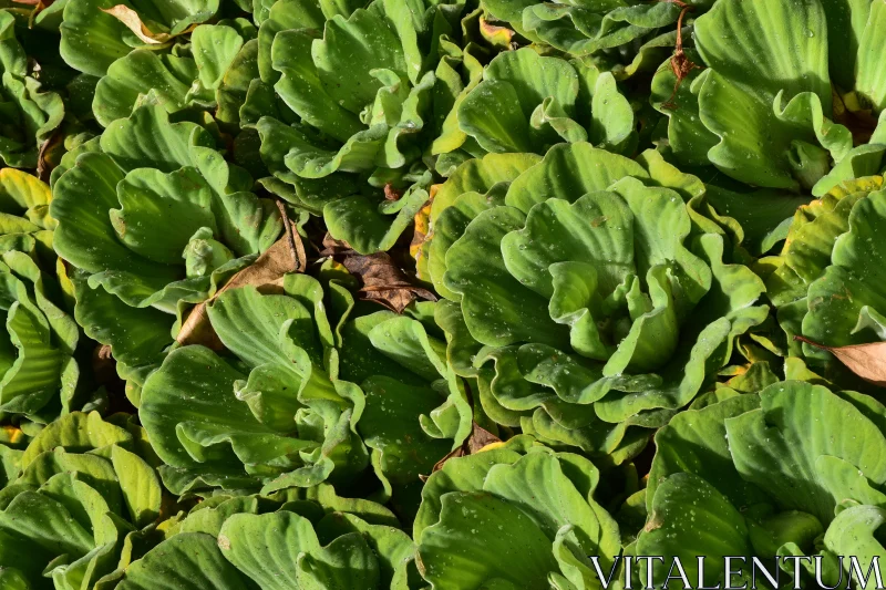 PHOTO Lush Water Lettuce Foliage