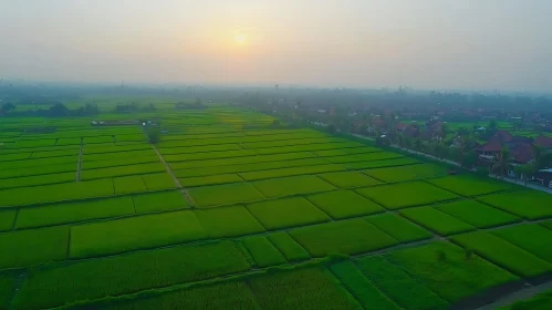 Aerial View of Green Rice Terraces