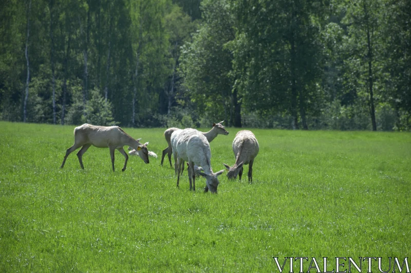 Serene Deer in Lush Greenery Free Stock Photo