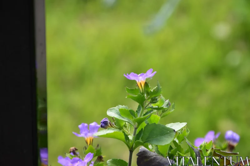 Sunlit Purple Flower in Garden Free Stock Photo