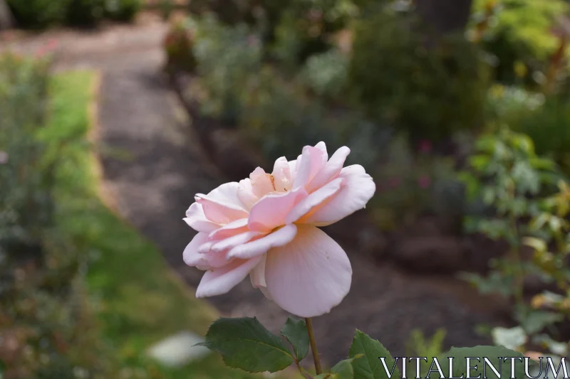 PHOTO Serene Garden Rose