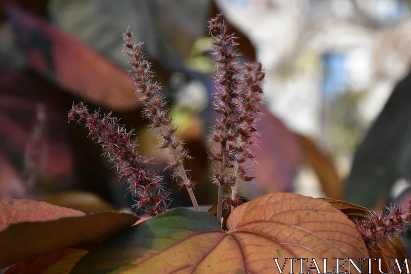 PHOTO Colorful Foliage and Seed Pods