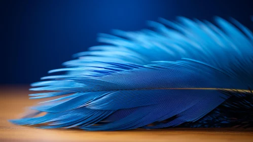 Stunning Image of a Blue Feather - Colorful Still Life Art