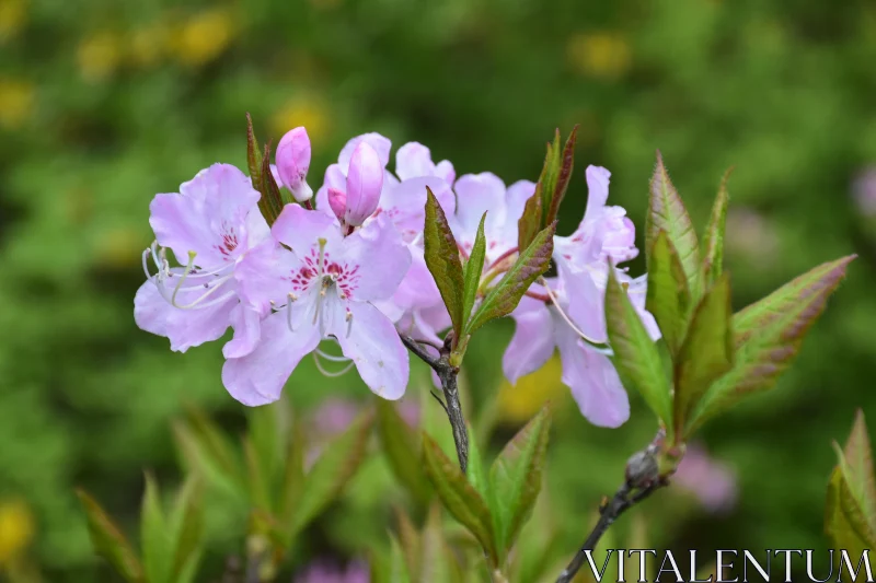 Pink Flowers Blooming in Spring Free Stock Photo