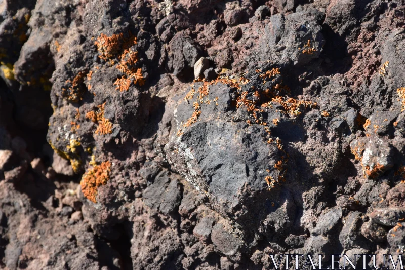 Lichen on Volcanic Rock Free Stock Photo