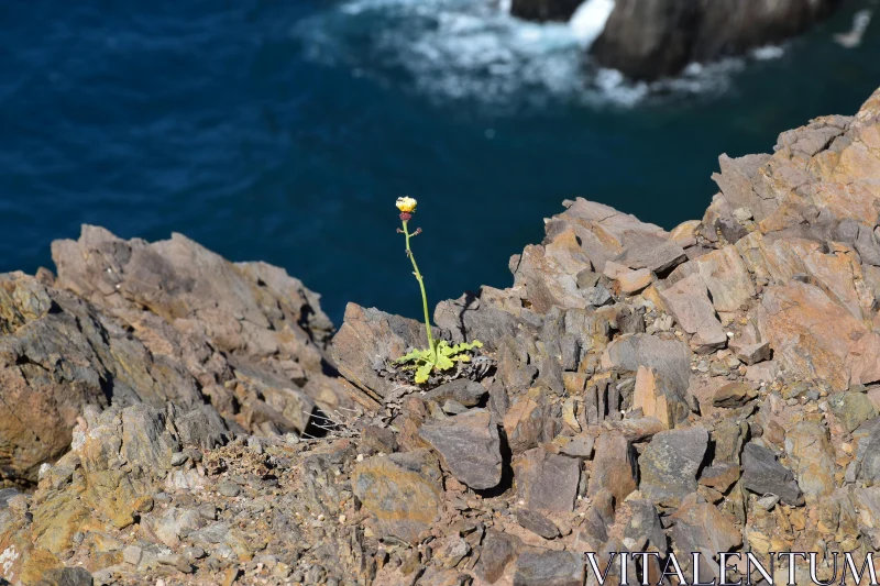 PHOTO Flower on Cliff's Edge